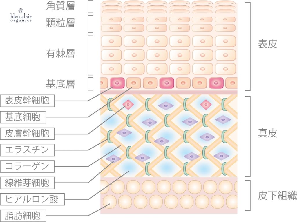 表皮だけでなく”真皮”を見据える 〜なぜ今セラミド強化か - ブルークレールオーガニクス国産オーガニックコスメblog